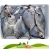 Cá liệt biển tươi làm sạch cấp đông