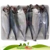 Cá sòng biển tươi làm sạch cấp đông